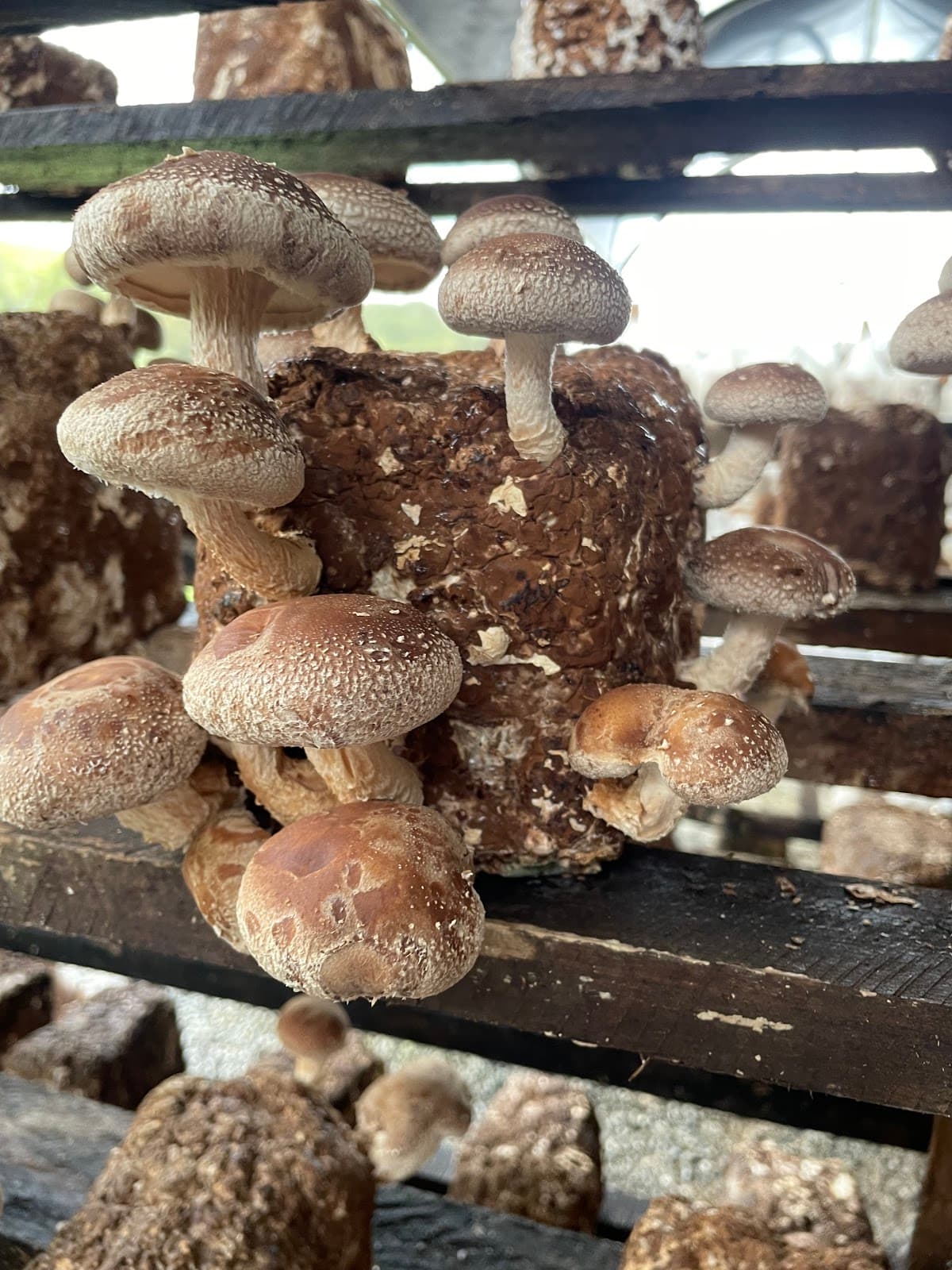 Suzana Shiitake